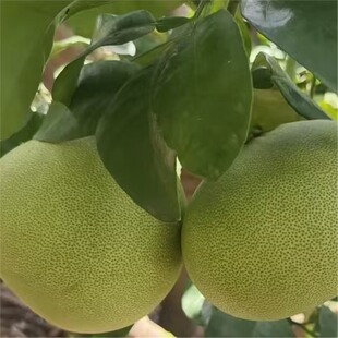 40���Ϙ����ڸ����������ζ�β�t���ĵ��ַ�̨���鶹���֮������r