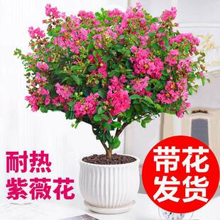 ��ޱ���������Ԏ����ļ�����ֲ���̨ͥԺ�͟�Gֲ���ռt�Ϙ��辰