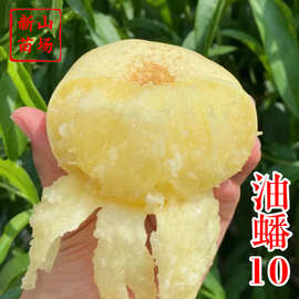 亚果种苗【油蟠10号】桃苗 新品种中油蟠十纽扣奶油蟠桃子树苗