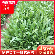 小波斯小苗菊锦鸡菊花卉观赏盆栽海观花卉工程量大花苗办公室摆放