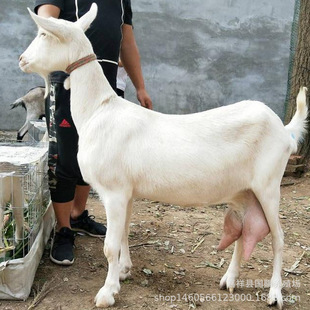 �������uɯ����ɽ�� �_����ɽ�����ĸ��a�̵���