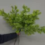 加密婚庆打底仿真蓬莱松