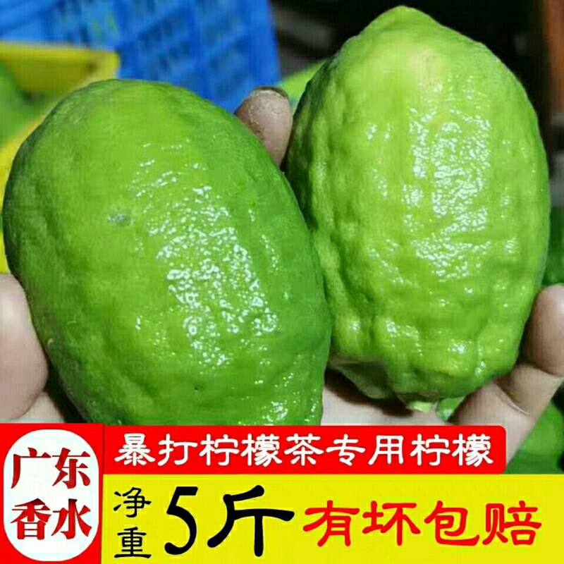 Guangdong Fragrant Lemon, Fresh Lemon for Milk Tea Shops, Seedless Seasonal Lime