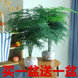 �����Iһ��һ�ļ��������ԾGֲ�҃�ˮ��ֲ������辰������B����