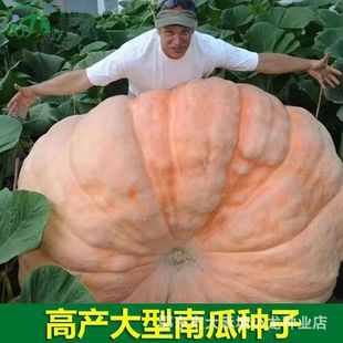 �����ϹϷN���ش��ϹϷN�Ѹ߮a�����Ŵ�������ˈ@�����߲˷N��
