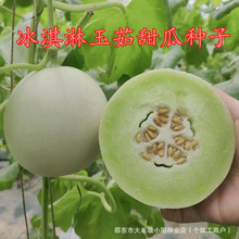 原装冰淇淋玉菇甜瓜种子冰激凌香瓜种孑白甜瓜种子奶香蜜瓜种籽