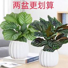 水培竹芋盆栽新房室内客厅吸甲醛好养绿植桌面客厅办公室观叶植物