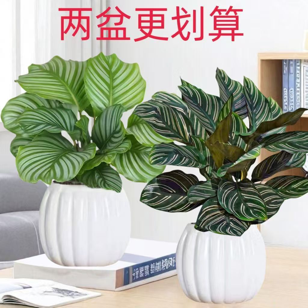 水培竹芋盆栽新房室内客厅吸甲醛好养绿植桌面客厅办公室观叶植物