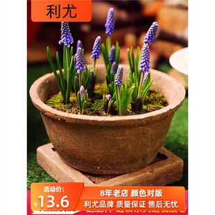 5 Grape Hyacinth Seed Bulbs Soil Hydroponic Potted Flower Seed Plant All Year Round Imported Hyacinth Fragrant Lily