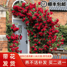 墙微花树苗适合庭院种的花院子里绿植户外爬腾蔷薇花爬藤四季开花