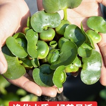 水葫芦水草种鱼池造景鱼缸水质净化水培植物古法养鱼草水芙蓉