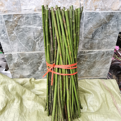 无刺蔷薇杆子嫁接棒棒糖庭院树状月季欧月嫁接砧木