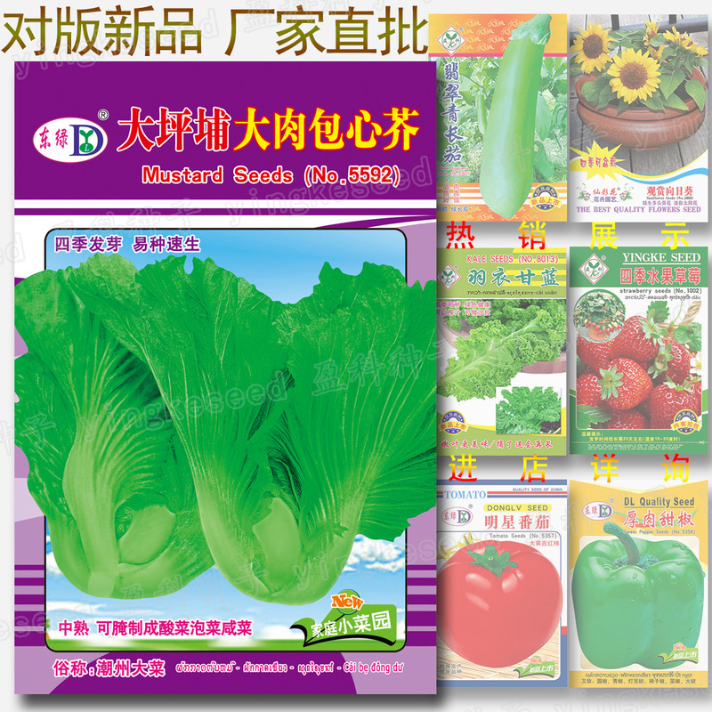Dapengpu Large Meat Wrapped Mustard Seeds, about 2,000 Hakka Local Pickles, Pickles and Sauerkraut Raw Material Seeds Dapengpu Large Meat Wrapped Mustard Seeds, about 2,000 Hakka Local Pickles, Pickles and Sauerkraut Raw Material Seeds