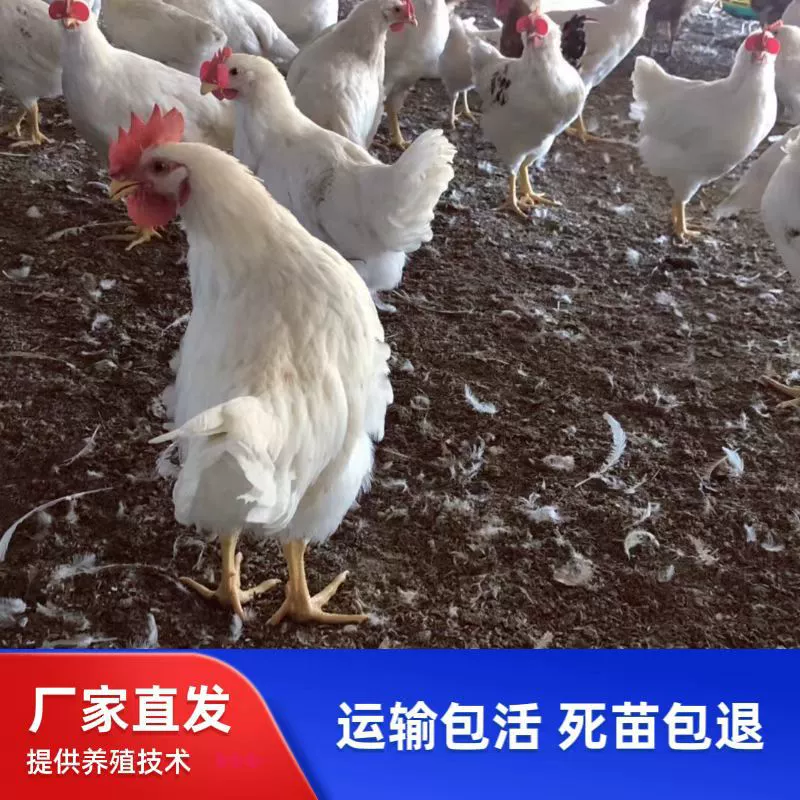 Цыплята белого пера, смешанная цена, оптовая продажа, цыплята белого пера, местные цыплята, быстрорастущие цыплята-бройлеры белого пера, местные яйца