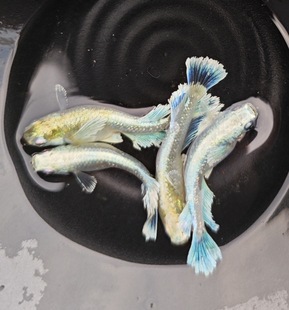 �^�����F�������������^Ⱥ����ˮ�^�p�~�ŷ��B�~�ͻ�÷�ֳ������