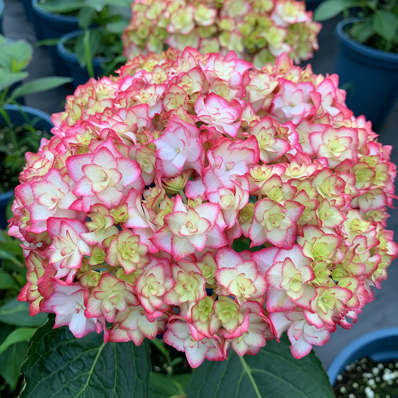 新品大花绣球八仙花苗无尽夏室外庭院花园阳台盆栽变色可调色耐阴 种苗花卉网