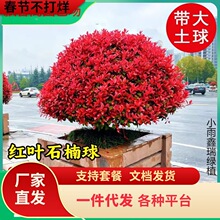 һlt~ʯ骼t^ľɭŮؑ;G̘@քeͥԺ