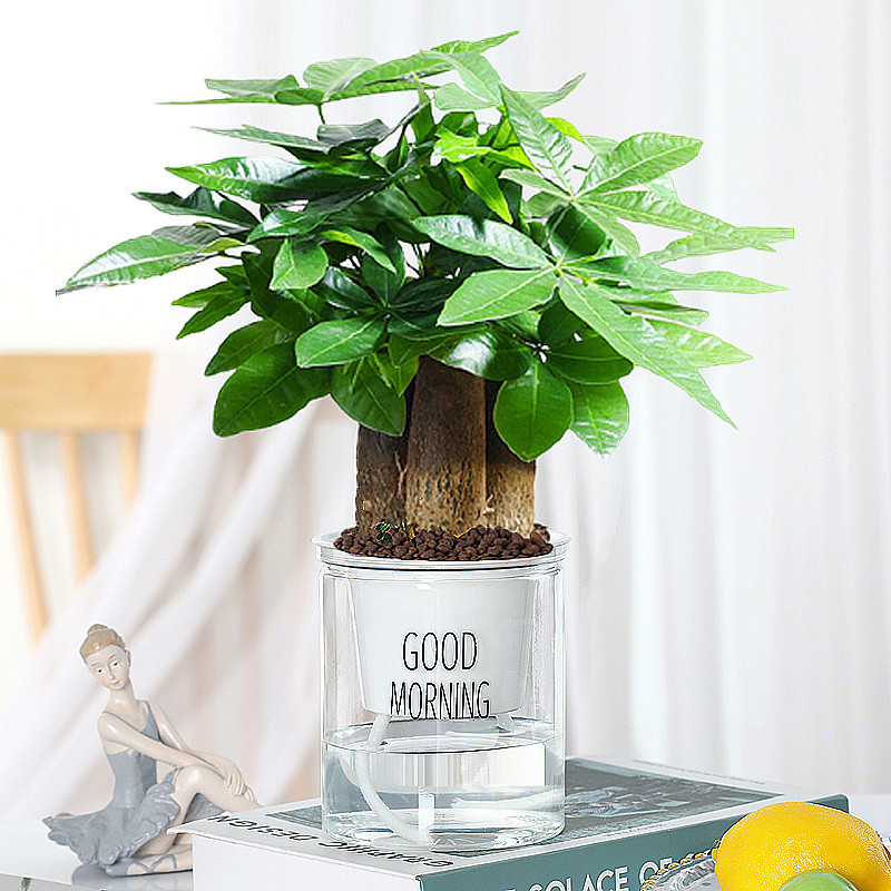 삼극돈나무(좋은아침대야) + 영양액