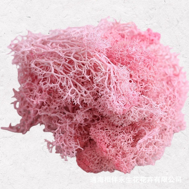 Light pink·everlasting moss