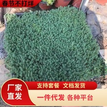 һ�����l���Rֲ�� ���A�����ײݱ�ѩ�ݽ��~��ײ��бP�ر�