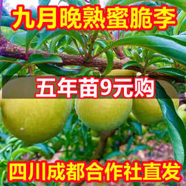 蜂糖李子树苗嫁接特大晚熟脱骨青脆李子果树苗南北方种清泉李树苗