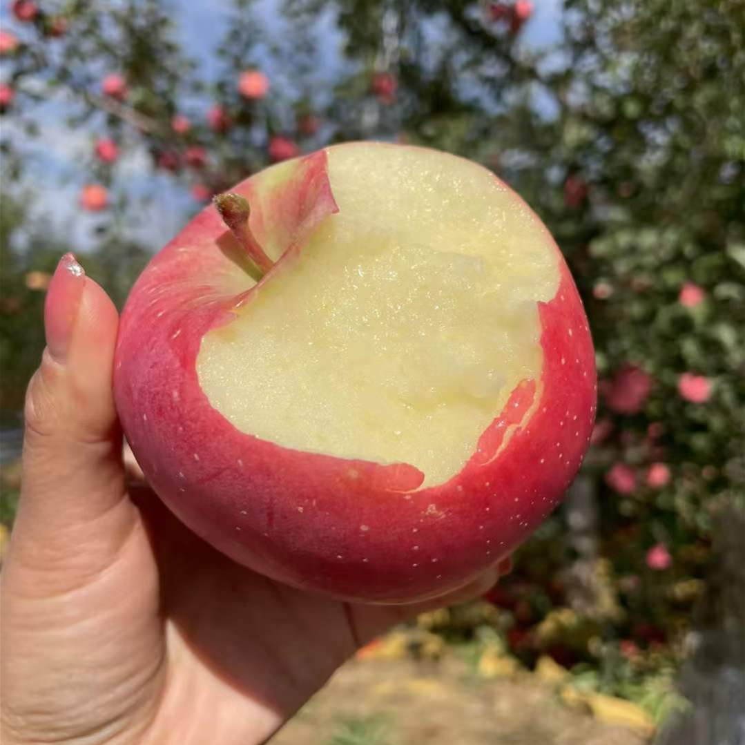 Fuji Apple Shaanxi Luochuan Apple Alpine Red Fuji Fruit Fresh 5kg Direct Delivery Rock Candy Heart New Apple