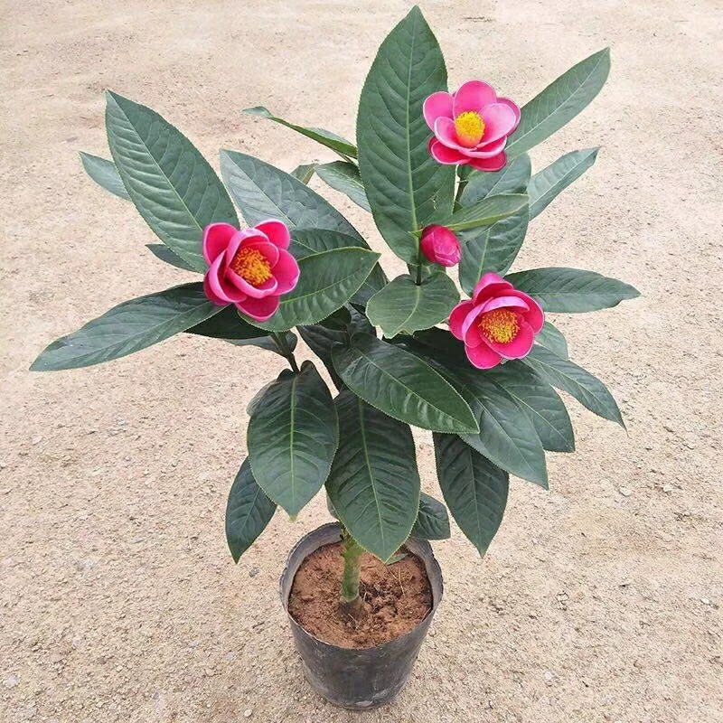 2202 база поставляет во Вьетнам четыре сезона