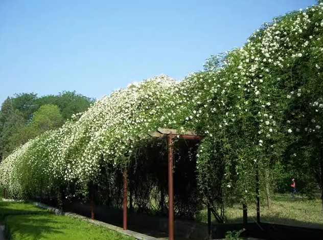 一件代发黄木香花苗爬藤植物红白木香树苗大苗重瓣庭院四季开花木