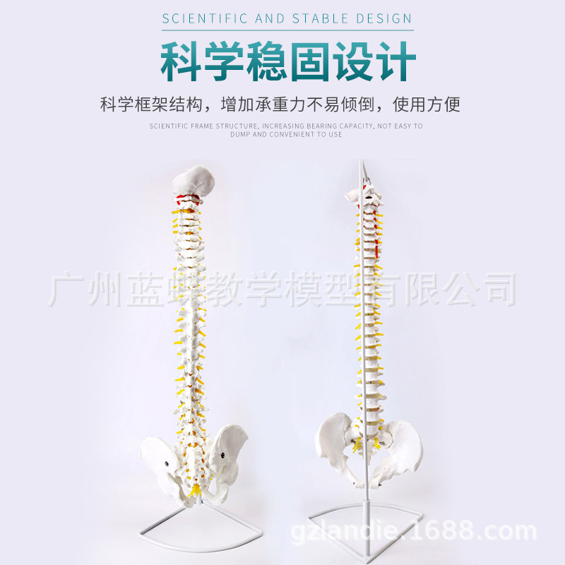 80CM���弹��ģ��1:1����ҽѧ������ϰ���� ��׵��׵��׵�Ǽ�ģ��