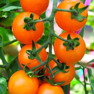 Golden Rich Sunshine Cherry Tomato Seeds Imported from Taiwan, 30 Seeds for Balcony Planting