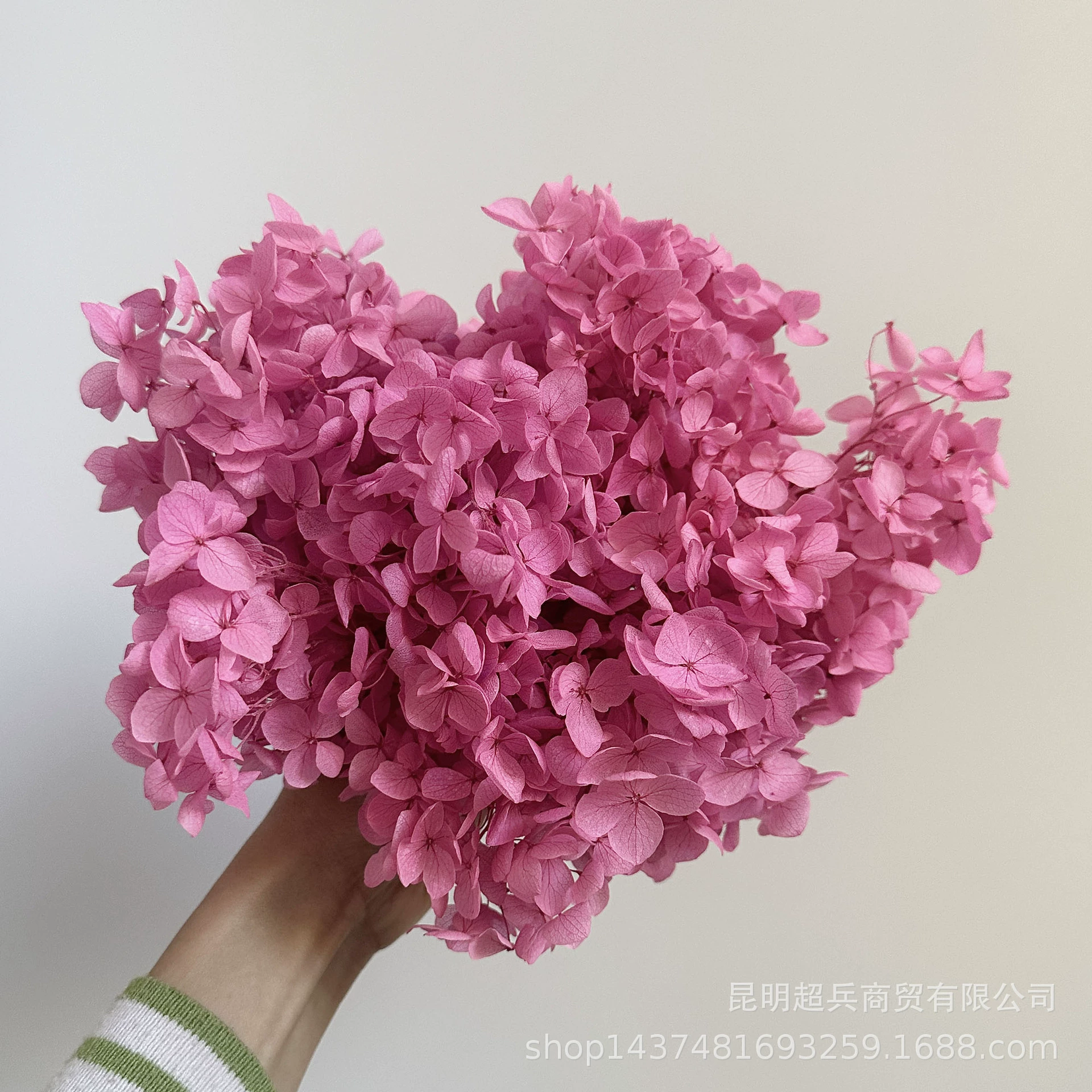 [Вечная Life Flower Hydrangea] Анна Градиентный цвет Лист Hydramid Книга цветов оптом DIY цветочная коробка материал для просмотра
