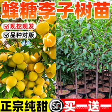 ӘƷN쮔Y޽شϱNֲԵ