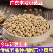 广东农家自种本地小黄豆有机小粒土黄豆打豆浆老品种批发零售商用