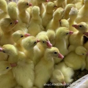 �Z�л������Z�ļ��a���Z����һ����BÓ�ش���Z���Z�a���Z��