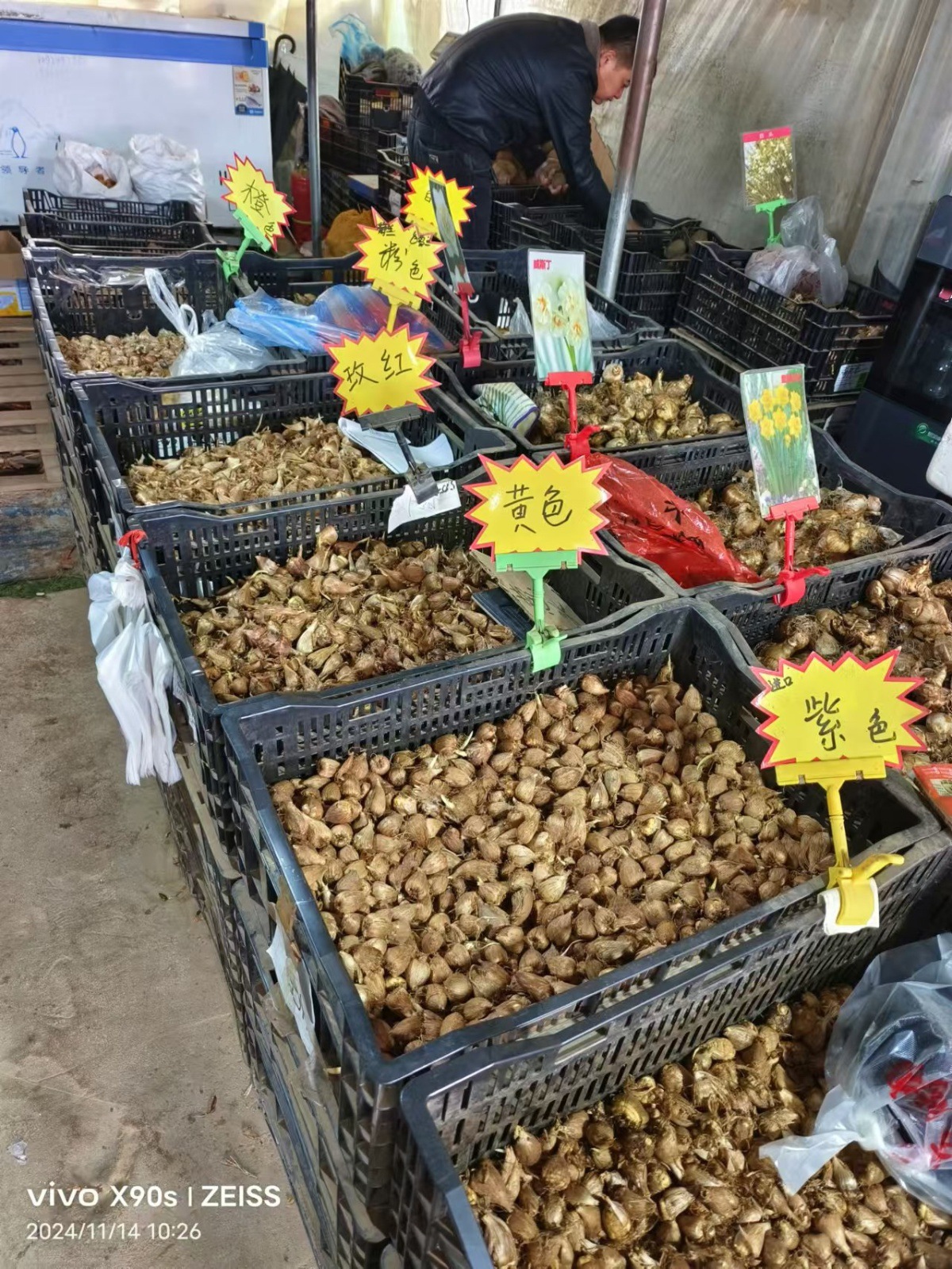 Bola de flor de cilantro, planta en maceta, pétalos dobles, fresia con brotes, raíz con capullos, planta en maceta de color mixto, flores en todas las estaciones