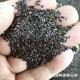 种子;其他园林植物;灌木