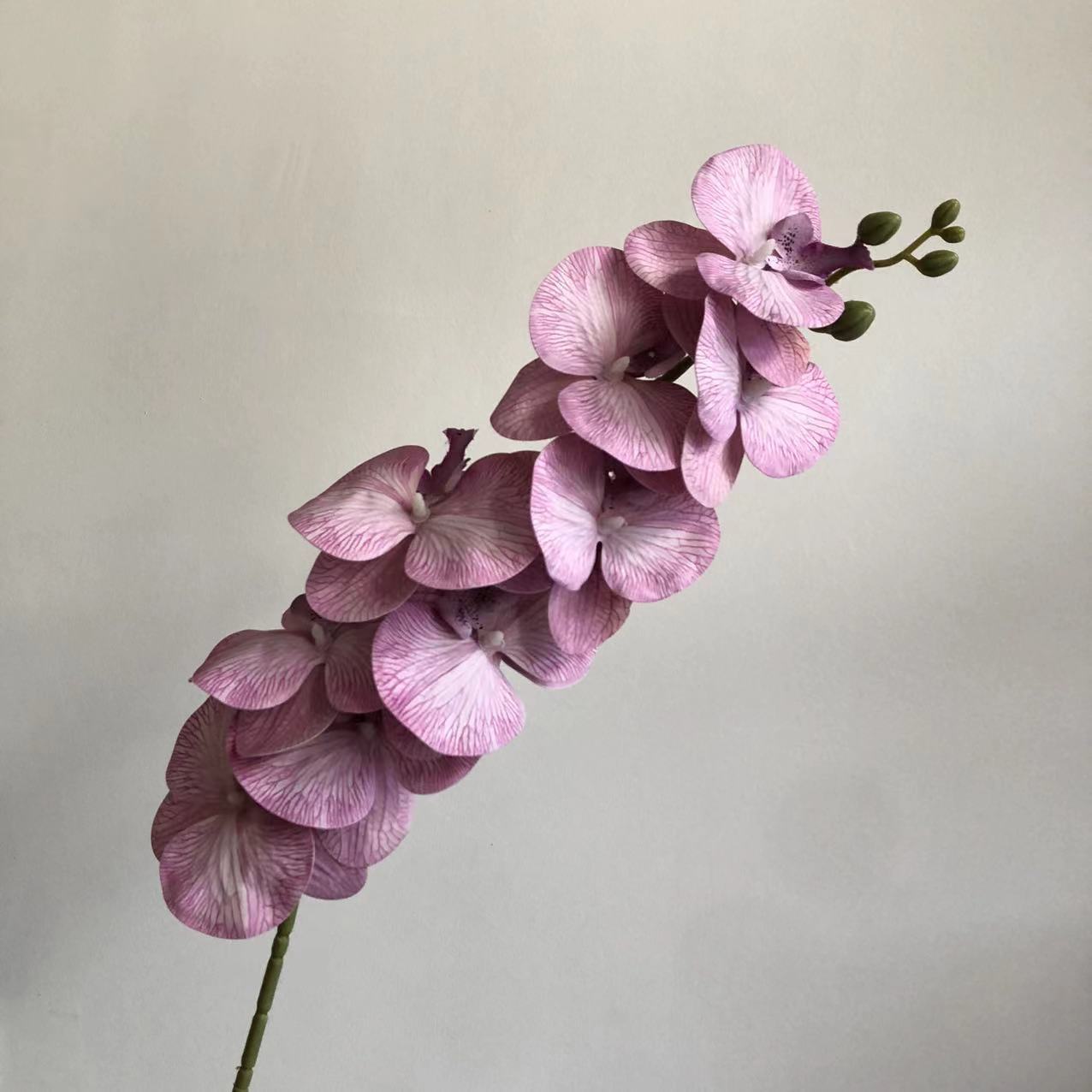 보라