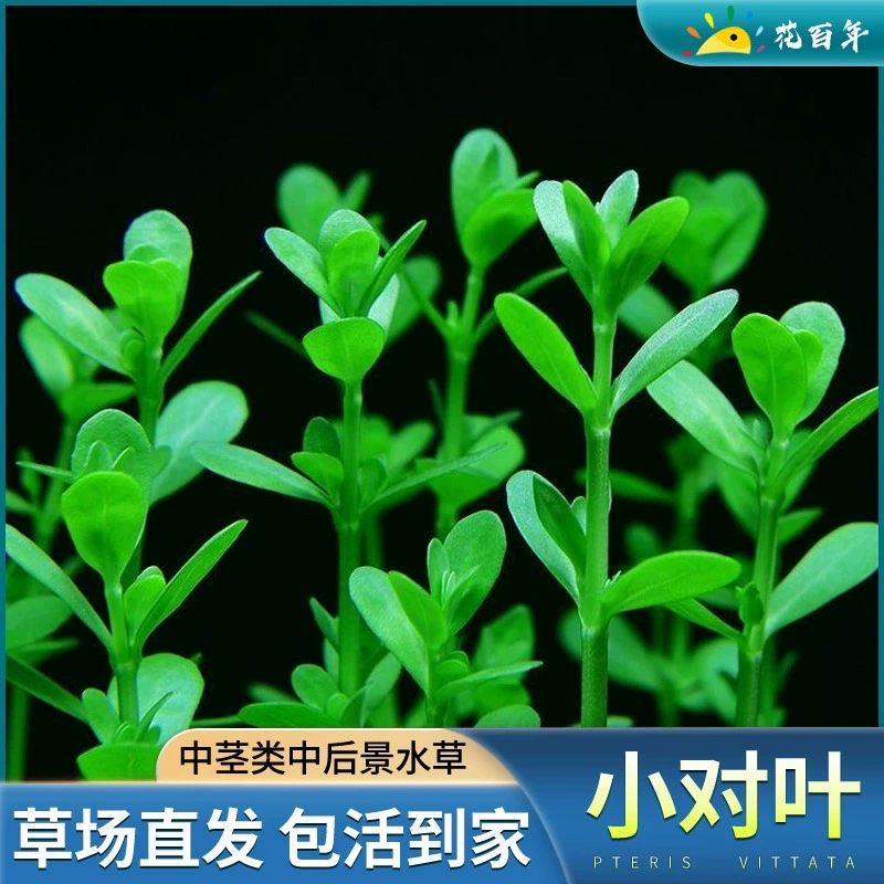 Маленькая пара листьев водяная трава растения настоящая Трава Аквариум водная Трава Пейзаж рыба Трава Аквариум зеленое растение Начинающий ленивый рыбоводство в задней части травы