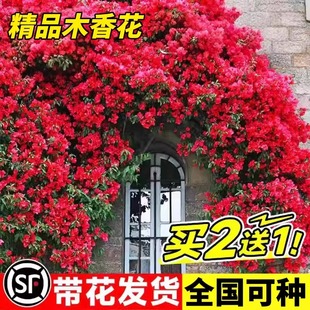 Redwood Fragrant Flower Seedlings, Courtyard Garden Climbing Plants, Blooming in All Seasons, Balcony Potted Plants, Easy to Grow Climbing Florals, Yellow and White Wood Fragrant Flowers