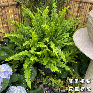 Kidney Fern Potted Fern Boston Indoor Bird's Nest Rich Rainbow Fern Shade-Tolerant Four-Season Evergreen Flower Mirror Plant