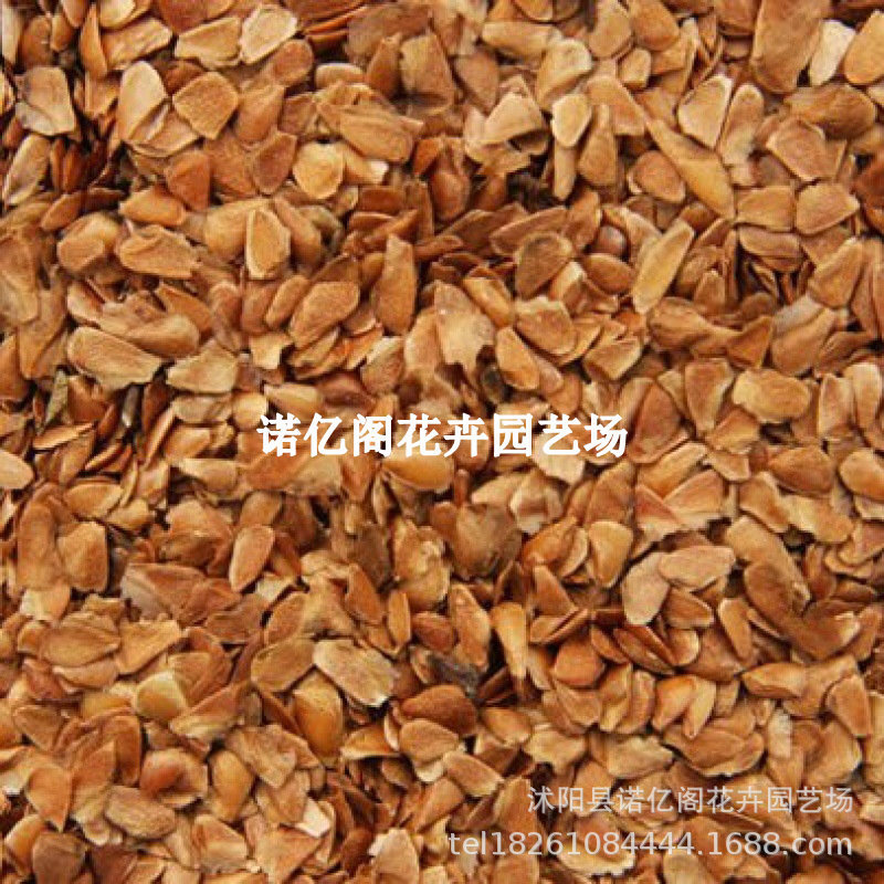 香椿树种子香椿籽红油香椿种子芽苗菜绿油椿树种子春树籽香醇树籽