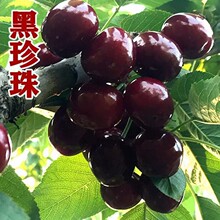 黑珍珠大樱桃苗樱桃果树苗车厘子苗南北方种植可盆栽地栽当年结果