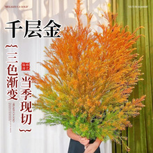 ǧ�ӽ��r��ˮ��Gֲ�������ɻ������r�л��҃ȼ��ò廨������