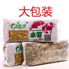 清仓优质干水苔蝴蝶兰专用青苔土苔藓乌龟垫料捕蝇草猪笼草