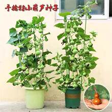 ����С���J�ѷN��������J���ԷN���҃��̨ͥԺ�����ļ��^�p����