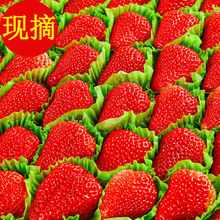 干果零食批发奶油草莓新鲜大凉山露天草莓红颜99甜草莓商用烘焙厂