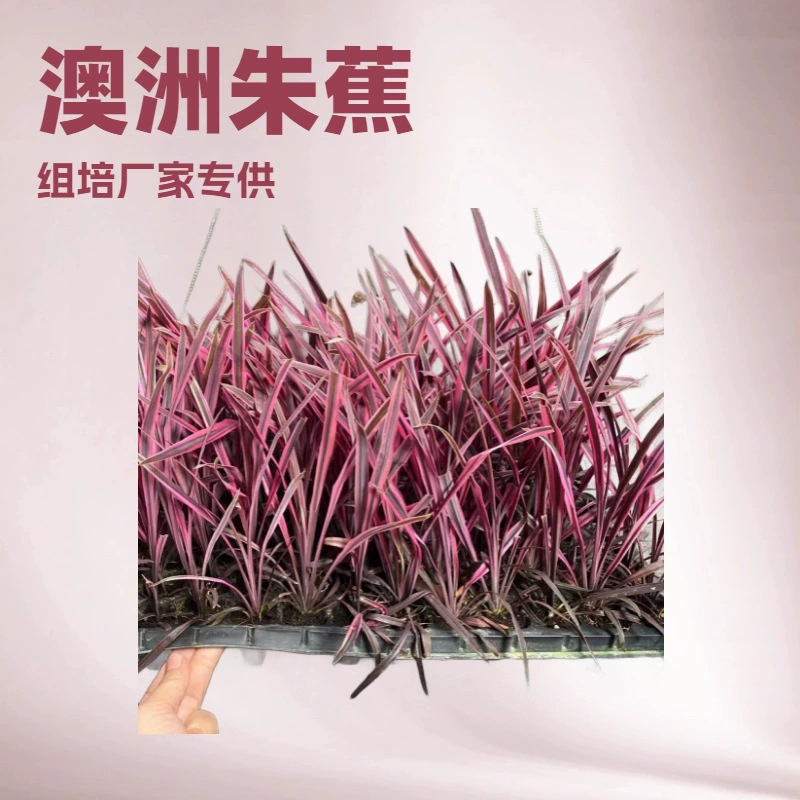 База поставляет большое количество декоративных растений корриды почвы (Австралийский Чжу Цзяо) ткани культуры Отверстие Сад Цветок рассады партии