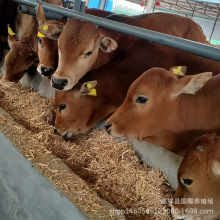 鲁西黄牛 西门塔尔肉牛小牛犊一头 河南肉牛养殖场