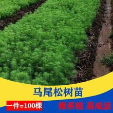 一年生马尾松湿地松小苗国外松树苗工程绿化造林苗木