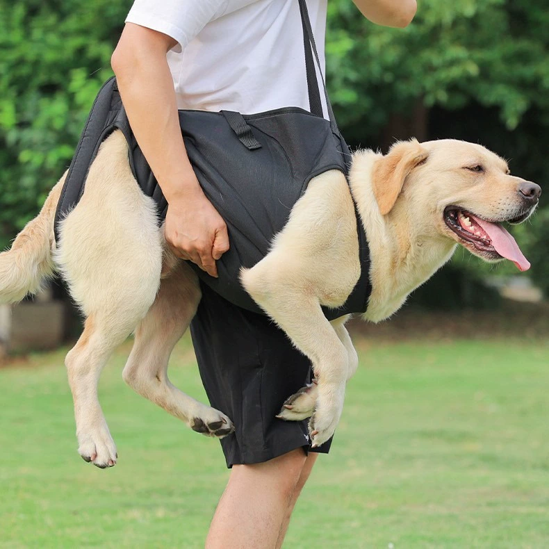 Трансграничная собачья помощь с собачьим поясом